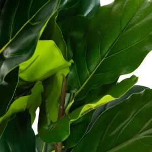 Discount Roslina Sztuczna Tropical Zone Figowiec 100 Cm Sztuczne Rośliny Na Balkon